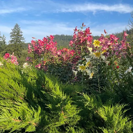 світанкове сяйво *