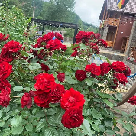 світанкове сяйво Jaremtsche