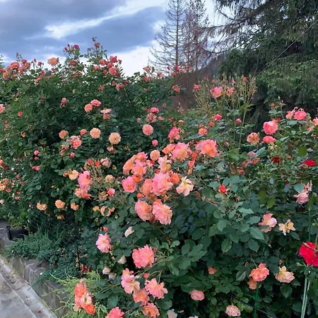 світанкове сяйво Jaremcse